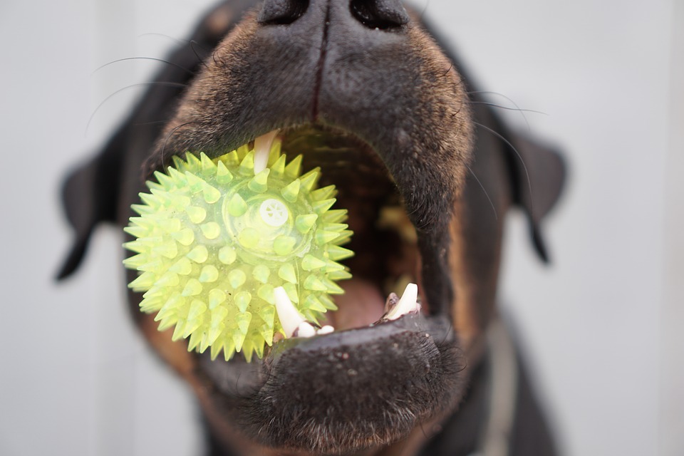 Cool Creature Comforts! 12 Fun Toys and Accessories For Your Dog