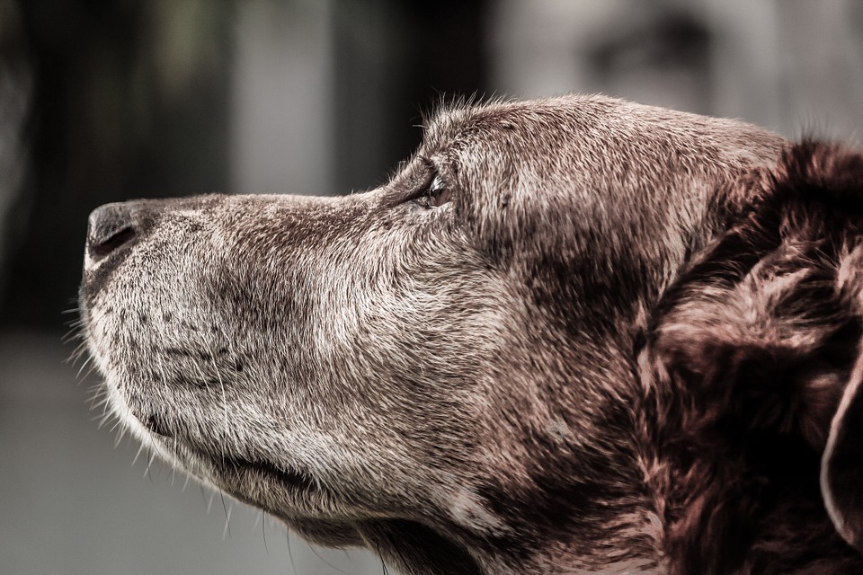 Your Aging Dog – Finding Elderly Pet Care in Reno
