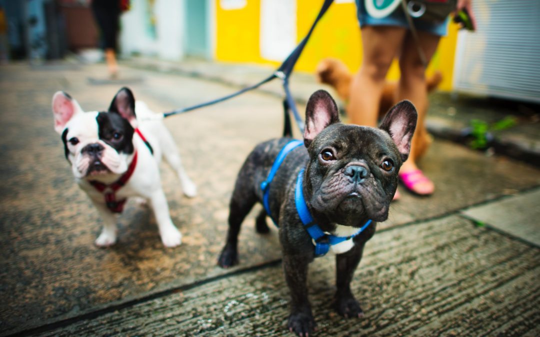 Looking for the Best Dog Walking Service in San Francisco? Look no further!