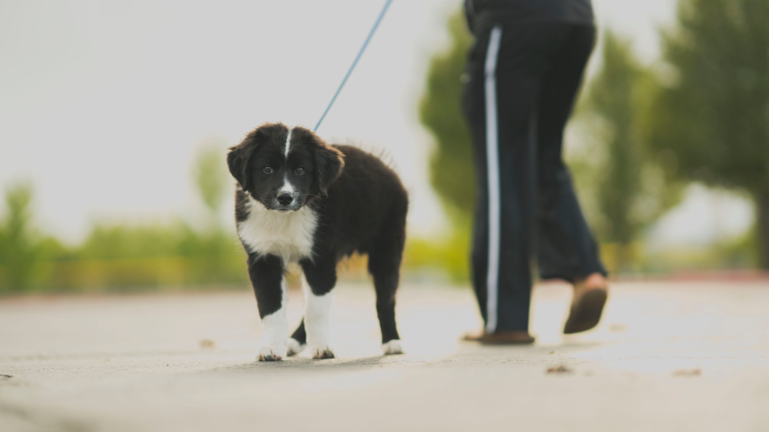 Dog Walking Service Provides a Customized Meet and Greet in San